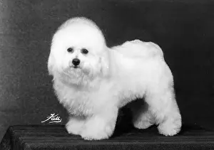 Leander: FALL/BICHON FRISE/1975