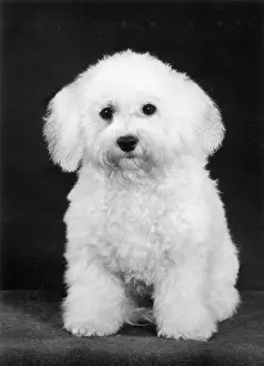 Unnamed: FALL/BICHON FRISE/1975