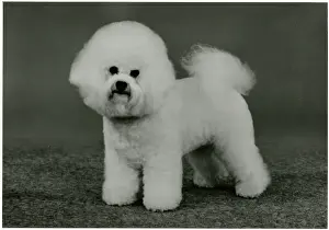 Frise: FALL/BICHON FRISE/1990