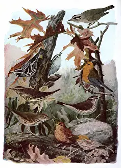 Feeds: Fall Birds