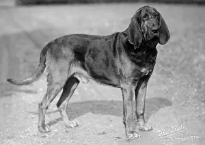 Bloodhound: FALL/BLOODHOUND/1927