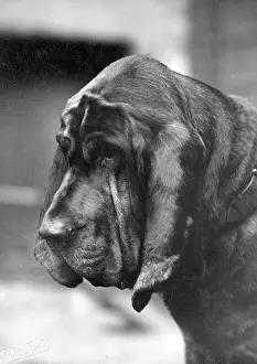 Bloodhound: FALL/BLOODHOUND/1927