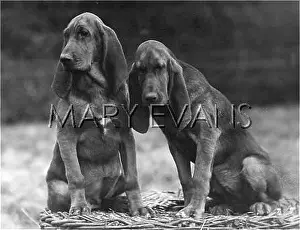 Unturned: FALL/BLOODHOUND/1927