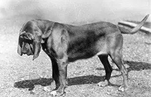 Bloodhound: FALL/BLOODHOUND/1938