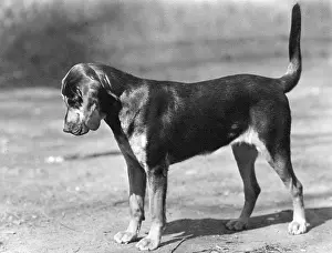 Bratton: FALL/BLOODHOUND/1947
