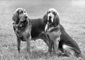 Peta: FALL/BLOODHOUND/1961