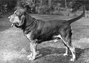 Bloodhound: FALL/BLOODHOUND/1963