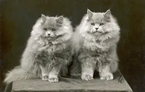 Fluffy: FALL/BLUE PERSIAN CATS
