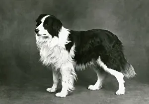 Glyn: FALL/BORDER COLLIE/1962
