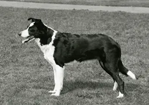 Obedience: FALL/BORDER COLLIE/1967