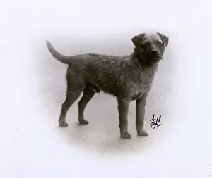 Adamson: FALL/BORDER TERRIER/1929