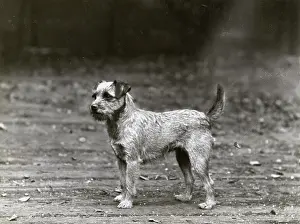 Renton: FALL/BORDER TERRIER/1932