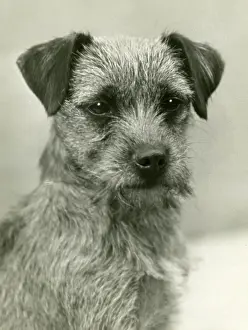 Renton: FALL/BORDER TERRIER/1932