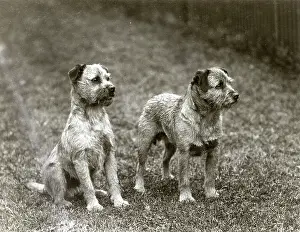 Niki: FALL/BORDER TERRIER/1938