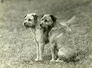 Niki: FALL/BORDER TERRIER/1938