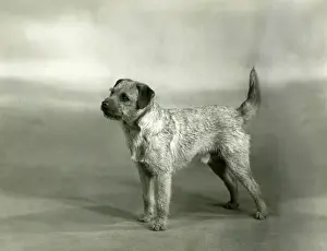 Hammond: FALL/BORDER TERRIER/1940