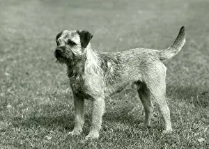 Matchless: FALL/BORDER TERRIER/1958