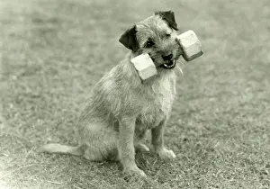 Kennel: FALL/BORDER TERRIER/1960