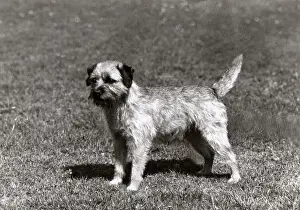 Quest: FALL/BORDER TERRIER/1966