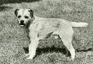 Marchant: FALL/BORDER TERRIER/1973