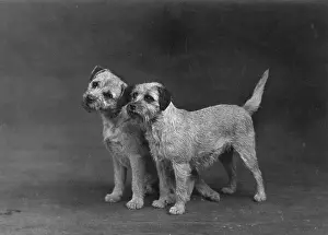 Mulcaster: Fall/Border Terriers