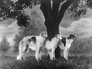 Borzoi: FALL/BORZOIS/BY A TREE