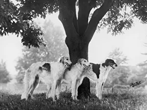 Borzoi: FALL/BORZOIS/BY A TREE
