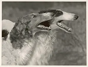 Borzoi: FALL/BORZOIS/HEAD STUDY