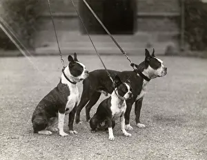 Kennel: FALL/BOSTON/BALLERIS