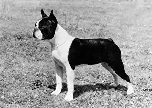Pepper: FALL/BOSTON/PARLOUR MAID