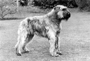 Flandre: FALL/BOUVIER DES FLANDRE