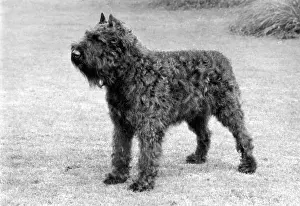 Flandre: FALL/BOUVIER DES FLANDRE