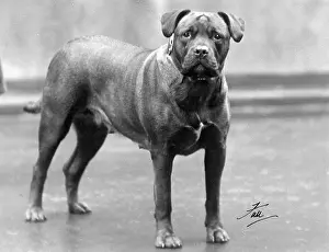Nell: FALL/BULL MASTIFF 1938