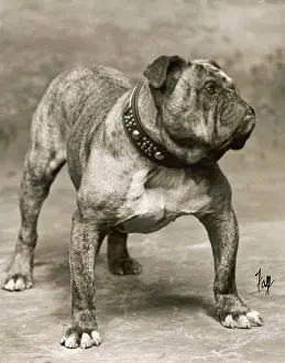Pressgang: FALL/BULLDOG/1907