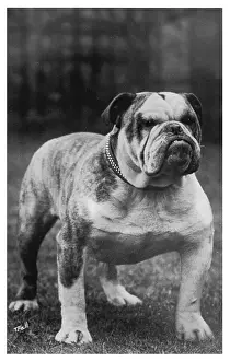 Hefty: Fall - Bulldog - 1922