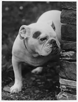 Unnamed: FALL/BULLDOG/1931