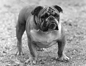 Nero: FALL/BULLDOG/1933