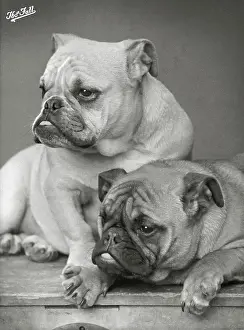 Unnamed: Fall - Bulldog - 1933