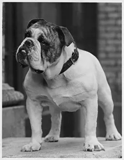 Ideal: FALL/BULLDOG/1938