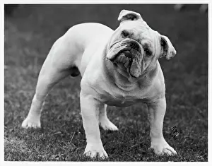 Renown: Fall - Bulldog - 1939