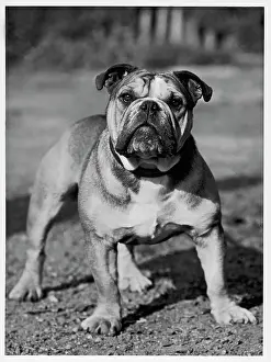 Royalist: Fall - Bulldog - 1945