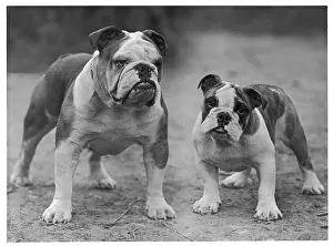 Unnamed: Fall - Bulldog - 1946