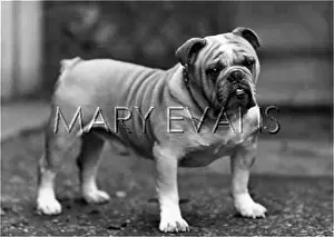Bulldozer: FALL/BULLDOG/1949