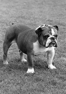 Scarlet: FALL/BULLDOG/1974