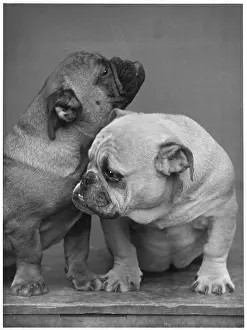 Cuddle: Fall - Bulldog Puppies - 33