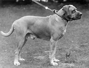 Certificate: FALL/BULLMASTIFF/1930