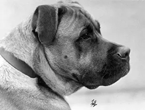 Bullmastiff: FALL/BULLMASTIFF/1933