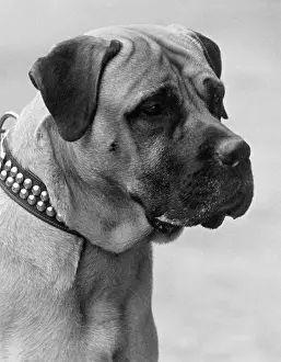 Hussar: FALL/BULLMASTIFF/1935