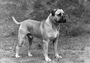 Magician: FALL/BULLMASTIFF/1948