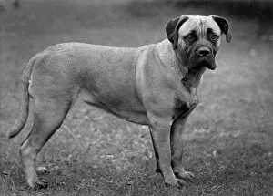 Bullmastiff: FALL/BULLMASTIFF/1955
